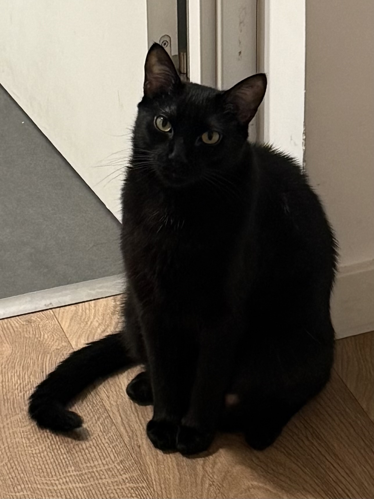 Jiji